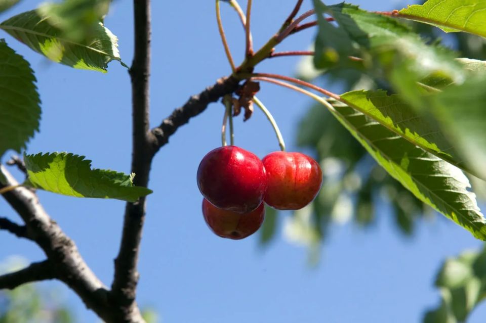 Черешня может улучшить состояние кожи и ногтей
