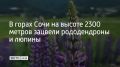 В горах Сочи на высоте 2300 метров зацвели рододендроны и люпины