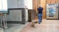День кинологических подразделений МВД России отмечается 21 июня