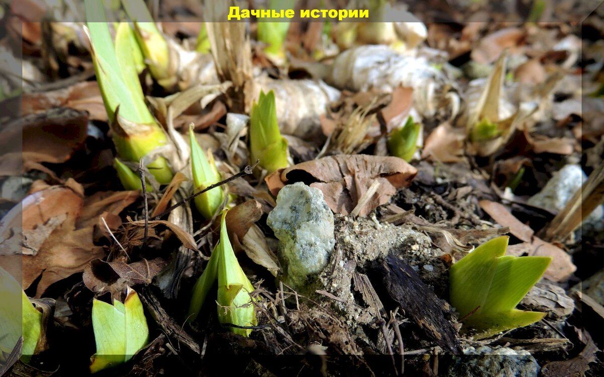 Раневесенние секреты ухода за ирисами: уникальные советы для садоводов