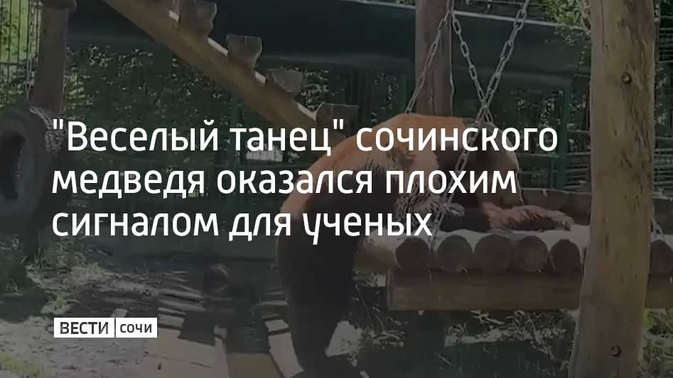 "Веселый танец" сочинского медведя оказался плохим сигналом для ученых
