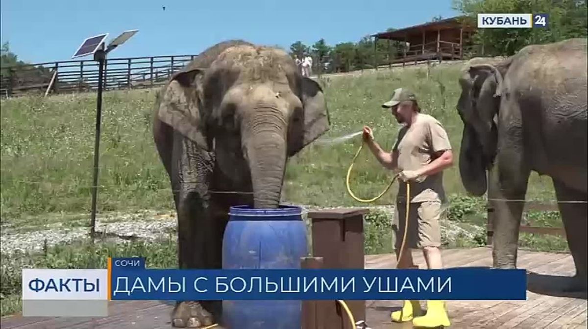 Цирковые слонихи Претти, Марго и Одри снова приехали отдыхать в Сочи