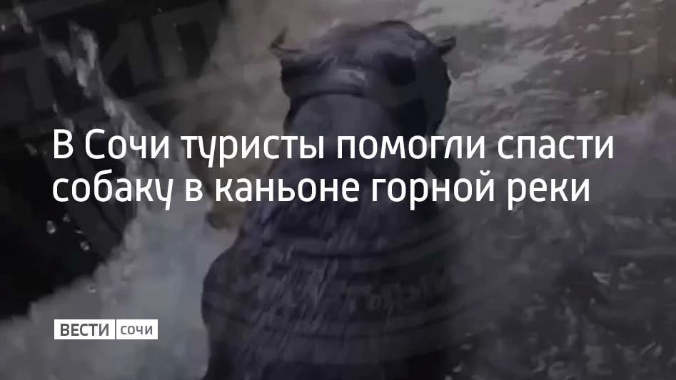 В Сочи туристы помогли спасти собаку в каньоне горной реки