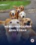 Международный день собак отмечают 2 июля