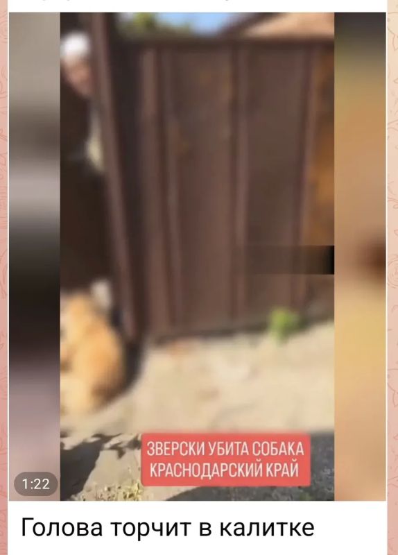 Полиция организовала проверку после убийства собаки в станице Калининской