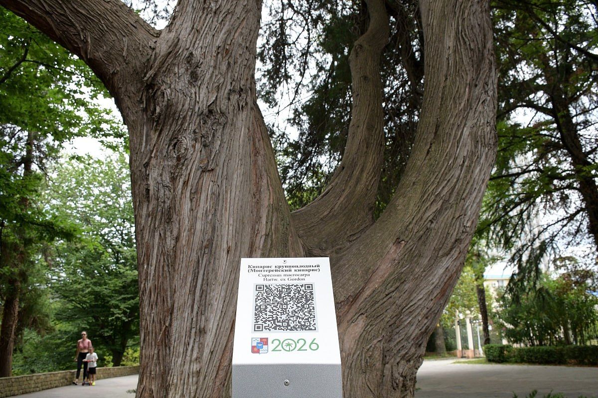 В Сочи ещё три дерева-патриарха получили индивидуальные QR-коды В Сочи ещё три дерева-патриарха получили индивидуальные QR-коды