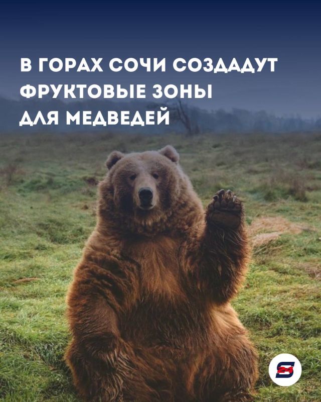 В горах Сочи для медведей появятся специальные фруктовые зоны