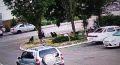 Девочку-подростка покусала стая бездомных собак в Краснодаре