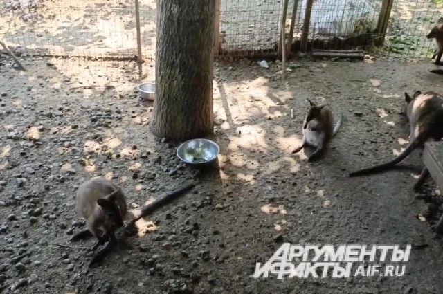 Макака загрызла пенсионерку и напала на ее зятя Макака загрызла пенсионерку и напала на ее зятя