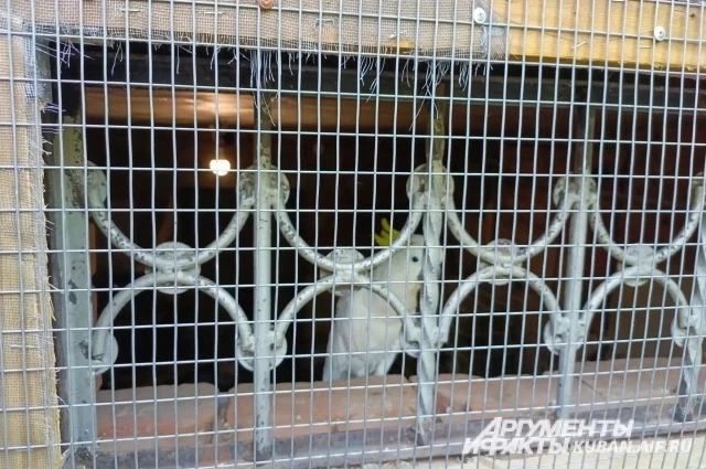 Макака загрызла пенсионерку и напала на ее зятя Макака загрызла пенсионерку и напала на ее зятя