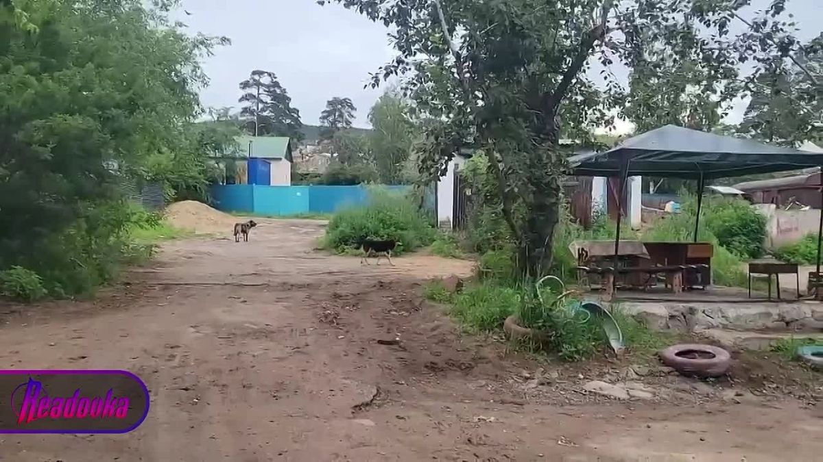 В Чите оштрафовали начальницу отдела администрации Краснокаменского округа за бездействие при отлове собак