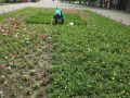 Сотрудники парка им.И.М.Поддубного заботливо следят за порядком на клумбах всеми любимого места отдыха