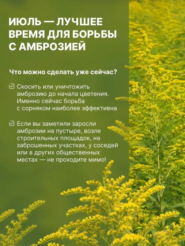 Амброзия — один из самых опасных карантинных сорняков