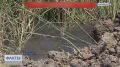 Мор рыбы в водоеме под Краснодаром произошел из-за канализационных стоков