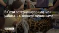 Практикующие ветеринары из Сочи, Краснодарского края, Москвы, Армении, лечащие домашних питомцев, прошли обучение по работе с дикими животными, рассказали в Кавказском заповеднике