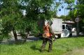 В Краснодаре продолжается борьба с карантинной растительностью