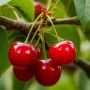 Чудеса с вишней: три кулинарных открытия для гурманов