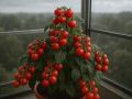 Куст томата "Беби": маленький, но щедрый и привлекающий внимание