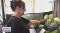 Арбузный сезон на Кубани в самом разгаре