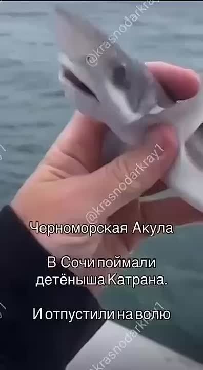 Еще малыш. У берегов Сочи рыбаки выловили из моря детеныша черноморской акулы – катрана