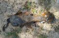 Росгвардейцы уничтожили мину, которую подросток заметил в Азовском море