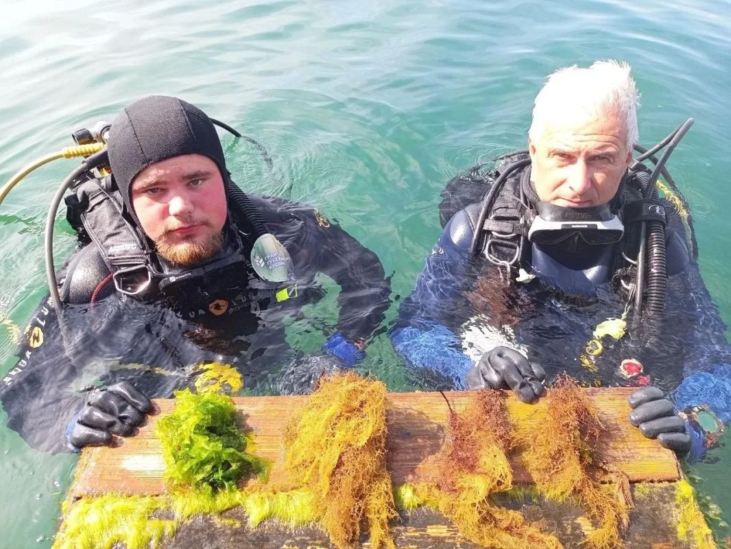 Учёные сделали неожиданное открытие: они обнаружили краснокнижные водоросли в Анапской бухте Учёные сделали неожиданное открытие: они обнаружили краснокнижные водоросли в Анапской бухте