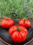 Томат Миледи: секрет успешного урожая и непревзойденного вкуса