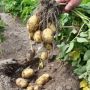 Картофель Маша: ультраранний сорт с характерным вкусом и желтой мякотью