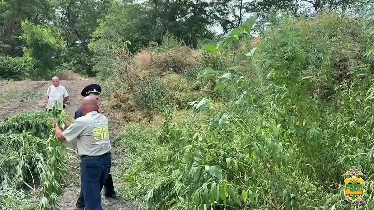 2 200 кустов каннабиса обнаружили и уничтожили полицейские и казаки