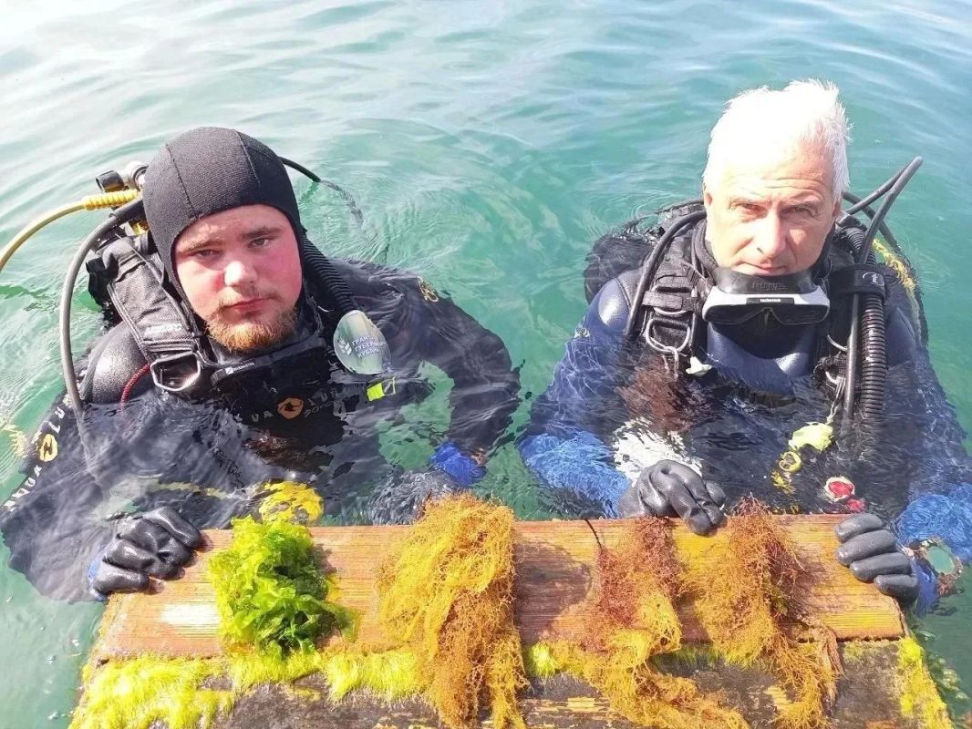 Редкие водоросли нашли в Анапской бухте Редкие водоросли нашли в Анапской бухте