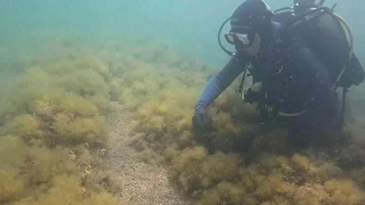 Редкие водоросли нашли в Анапской бухте Редкие водоросли нашли в Анапской бухте