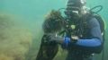 Редкие водоросли нашли в Анапской бухте