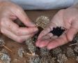 Секреты успешного сбора семян однолетних цветов: как сохранить любимые сорта