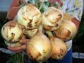 Секреты крупного лука: как вырастить луковицы весом до 500 граммов