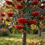 Как защитить рябину в саду: полезные советы для любителей horticulture