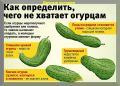 Как предотвратить горечь и пустоту огурцов: советы по уходу