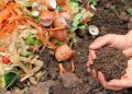 Как обогатить почву для щедрого урожая фруктов и овощей