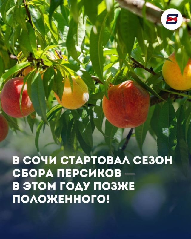 Сладкие новости: в Сочи пошел сезон персиков!