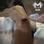 Бездомная собака напала на пятилетнего мальчика и протащила его по набережной в Анапе