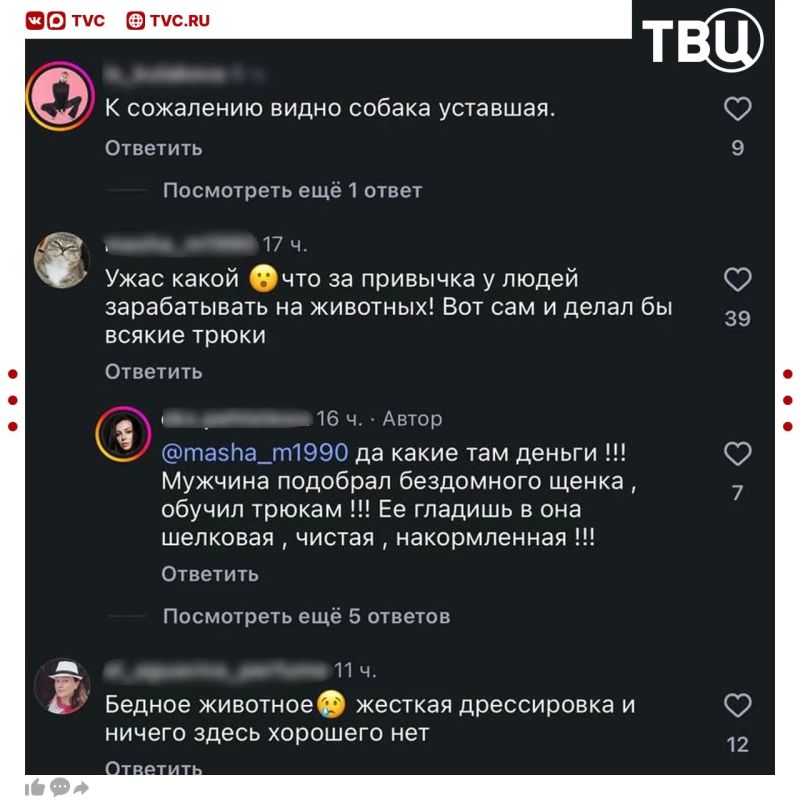 Дрессированный песик стал звездой Геленджика Дрессированный песик стал звездой Геленджика