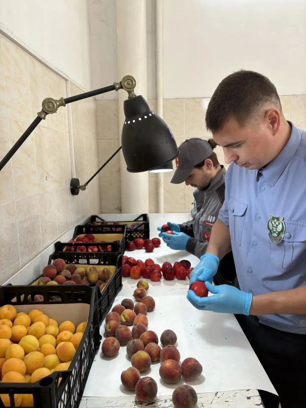 На Кубани в импортных фруктах выявили карантинных вредителей
