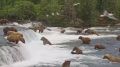 На водопаде Брукс на Аляске началось ежегодное собрание медведей