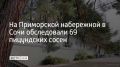 Сочинские специалисты провели инструментальное обследование 69 пицундских сосен на Приморской набережной в районе концертного зала "Фестивальный"