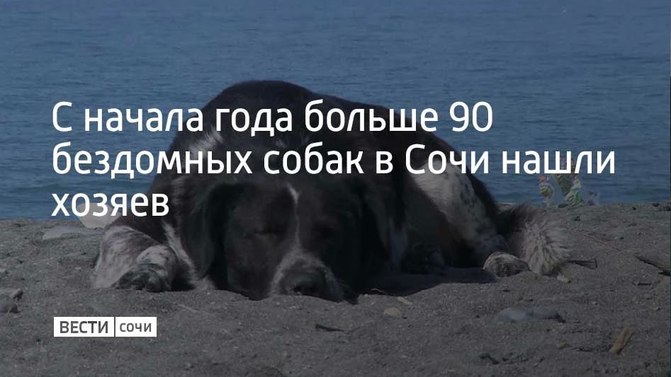 В 2026 году 99 собак из сочинского Центра по обращению с животными без владельцев обрели дом