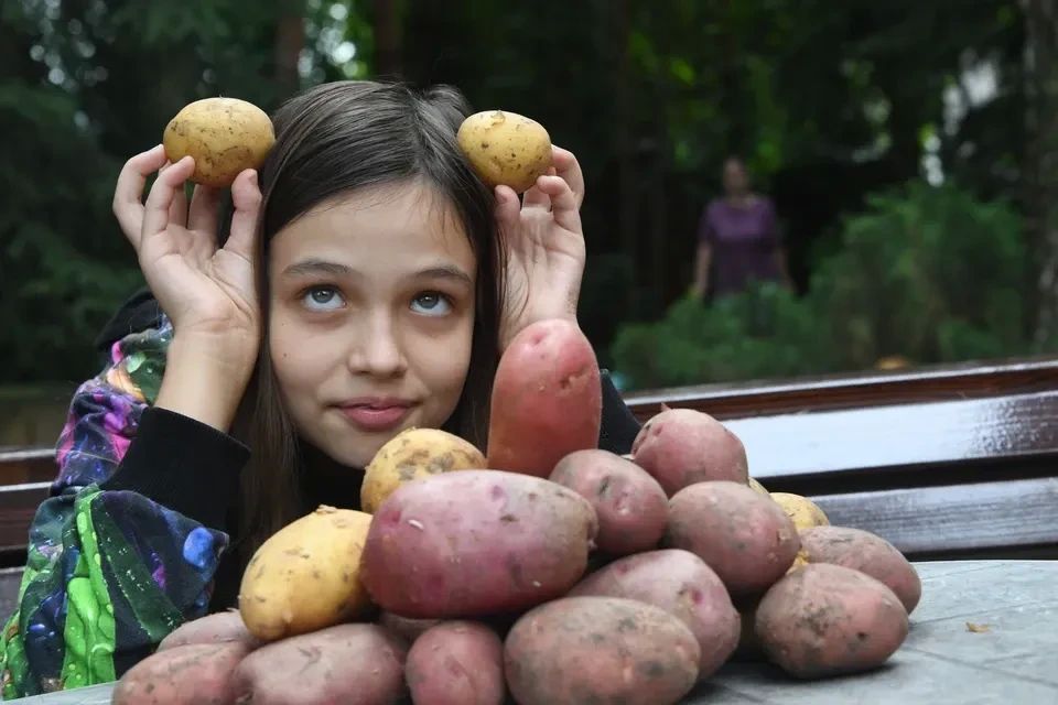 Несмотря на хороший урожай, картофель на Кубани дорожает