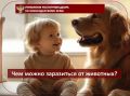 Чем можно заразиться от животных?