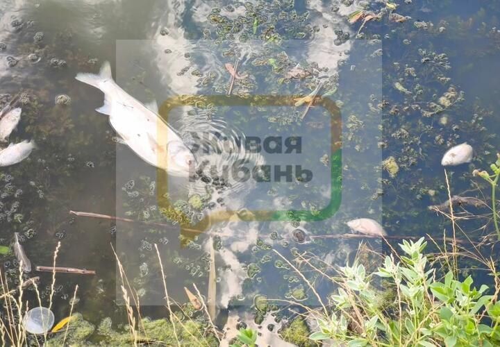 Вода в реке 2-й Кочеты, протекающей через Комсомольский парк в родной станице губернатора Краснодарского края Вениамина Кондратьева, заражена