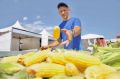 Сладкий урожай: на Кубани стартовало производство консервированной кукурузы