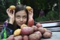 Несмотря на хороший урожай, картофель на Кубани дорожает