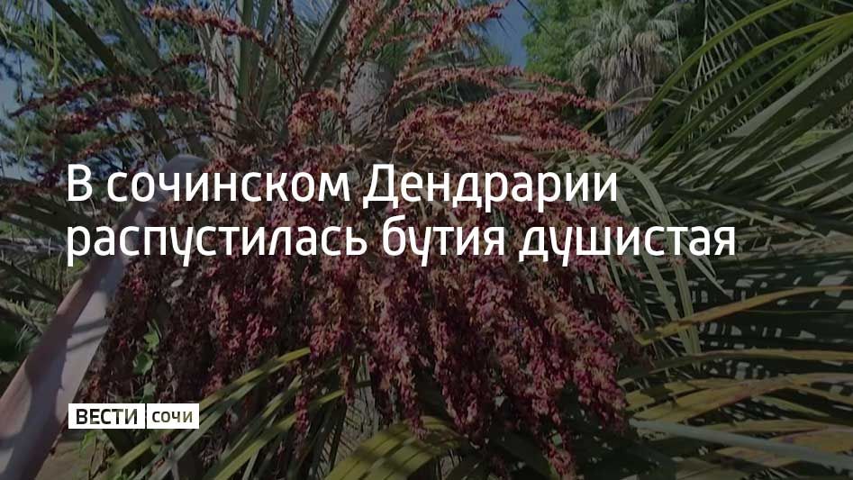 Бутия головчатая зацвела в сочинском парке "Дендрарий"